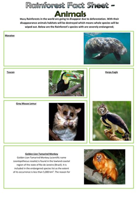 Rainforest Animals Pack By Edbentham Teaching Resources Tes