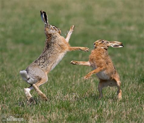 Brown Hare Photos Brown Hare Images Nature Wildlife Pictures