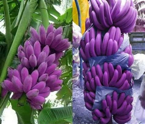Ten Strange And Unusual Types Of Bananas You Won T Believe Are Real