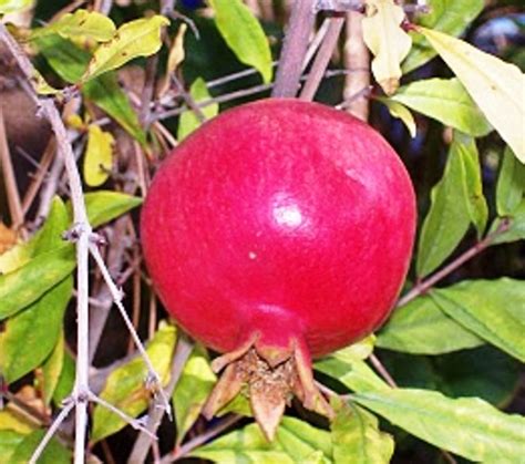 Egyptian Pomegranates Fruit Link Fresh Produce
