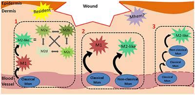 Frontiers  The Role of Macrophages in Acute and Chronic Wound Healing