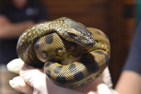 Baby Anacondas Born At New England Aquarium — Without Any Male Snakes