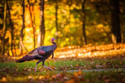 Fall Turkey Stock Photo Download Image Now Istock