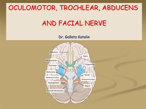 Ppt Oculomotor Trochlear Abducens And Facial Nerve Dr Gallatz