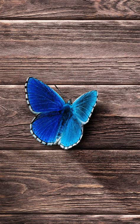 Beautiful Blue Butterfly Free 4k Ultra Hd Mobile Wallpaper