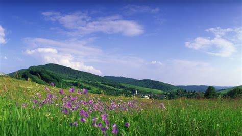 Online Crop Purple Petaled Flower And Green Grass Field Nature