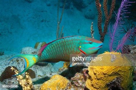 Spotlight Parrotfish Stock Foto Getty Images