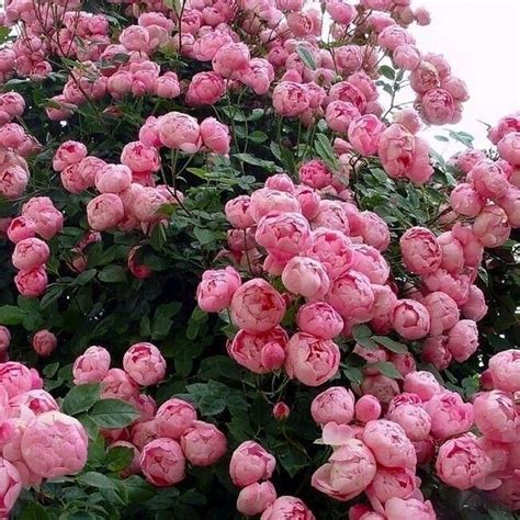 как прекрасен этот мир Hybrid Tea Roses Climbing Roses For Shade Rose