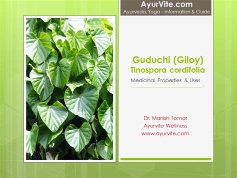 Guduchi Giloy Tinospora Cordifolia Medicinal Properties And Uses