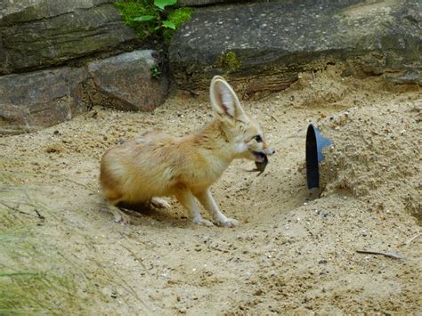 Fennec Fox Catching Mouse By Kazuma52 On Deviantart