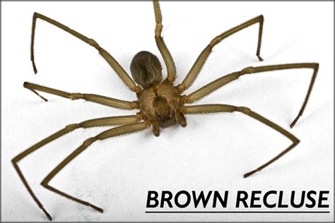 Js Pest Control Spiders Las Vegas Spider Identification And Exterminator