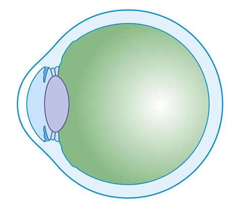 Cross Section Biomedical Illustration Of Human Eye Digital Art By