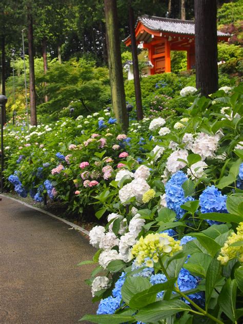 Hydrangeas At Mimurotoji Temple Are In Full Bloom In June