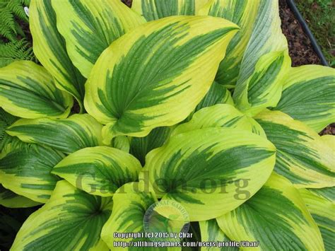 Hostas Plant Care And Collection Of Varieties