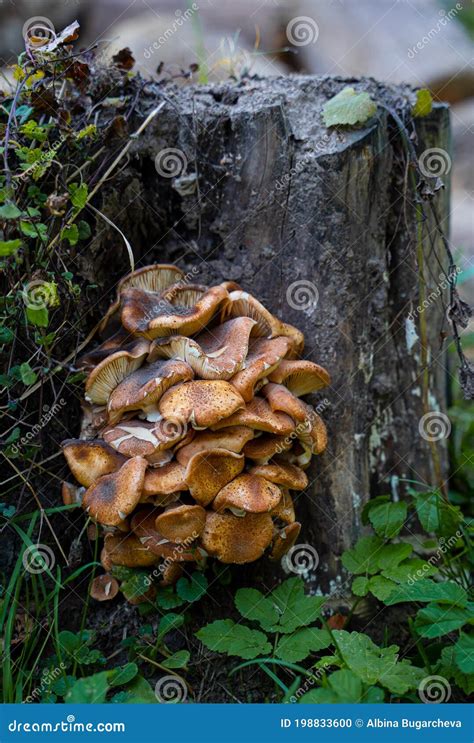 Beautiful Cluster Of Mushrooms Growing On A Tree Stump Stock Photo