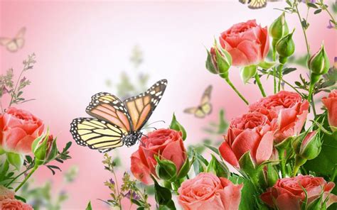 Flowers Background Butterfly Y Wallpaper 2560x1600 356127 Wallpaperup