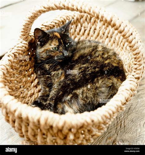 Cat Curled Up In Basket Hi Res Stock Photography And Images Alamy