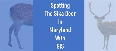 Spotting The Sika Deer In Maryland With Gis Maryland Open Source