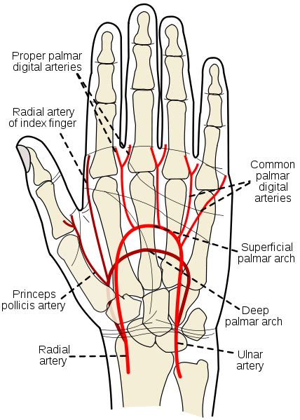 Ulnar Artery Howmed