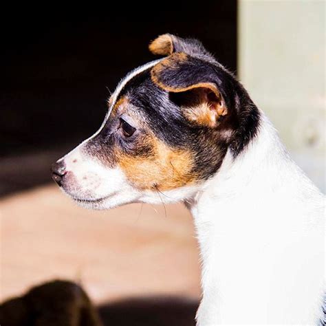 Arna ~ Mini Foxy X Jack Russell On Trial 13817 Small Female Jack Russell Terrier X