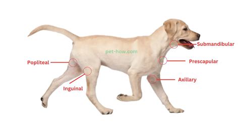 Inguinal Lymph Nodes In Dogs Causes Symptoms And Treatment