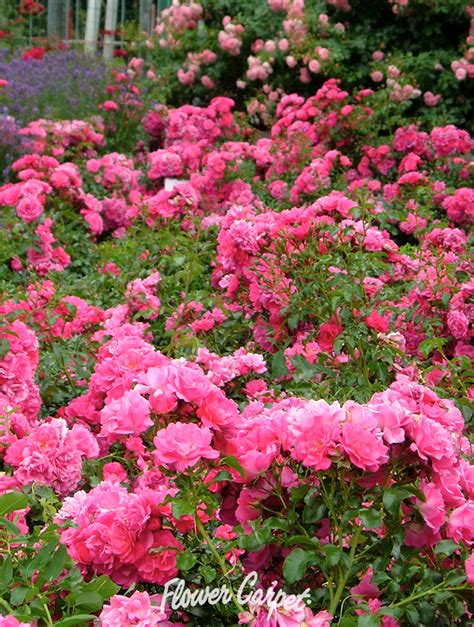 Flower Carpet Pink Introduced In 1995 To American Gardeners Is The