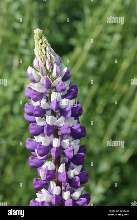 Purple And White Bicoloured Lupin Lupinus Species Flower Spike With A