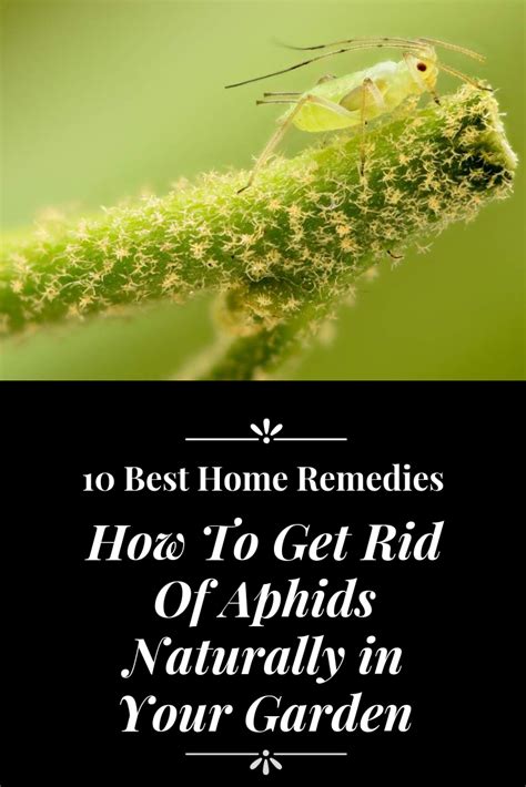 how to get rid of aphids naturally in your garden aphid control how to identify and get rid