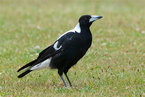 Australian Magpie New Zealand Birds Online