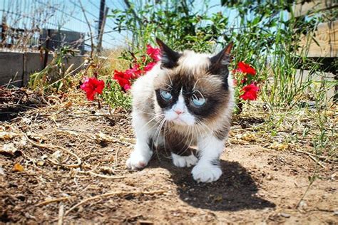 The Worlds Grumpiest Cat Grumpy Cat Grumpy Cat Internet Cats