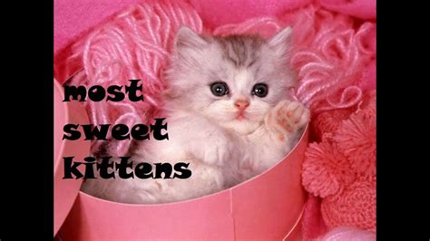 Sweet Kittens And Cute Kittens Ever Compilation Youtube