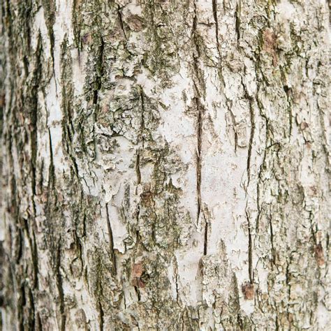 Tree Bark Identification The Good And The Beautiful