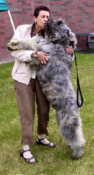 11:24 westminster kennel club dog show 4 459 просмотров. Large Hypo-Allergenic Guard Dog... - AR15.COM