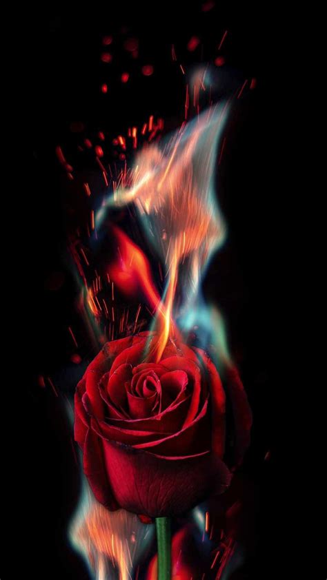 Share More Than Rose On Fire Wallpaper Best In Cdgdbentre