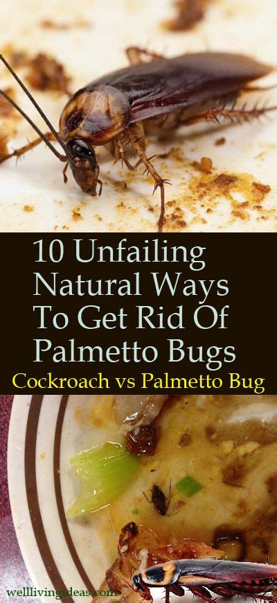 See if it is any different to a very common household pest, the american cockroach, and know more about this insect. 10 Natural Ways To Get Rid Of Palmetto Bugs | Palmetto ...