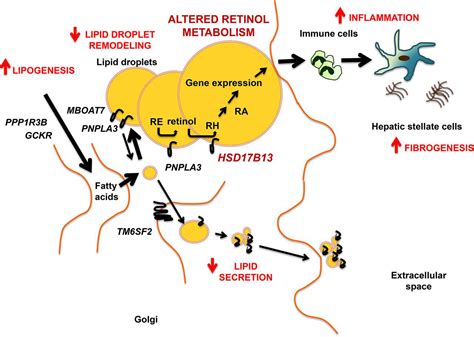 Beyond Fat Accumulation Nafld Genetics Converges On Lipid Droplet