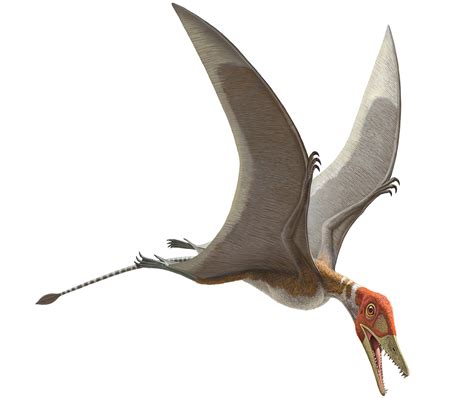 pterosaurs flight in the age of dinosaurs how did prehistoric reptiles fly ibtimes uk