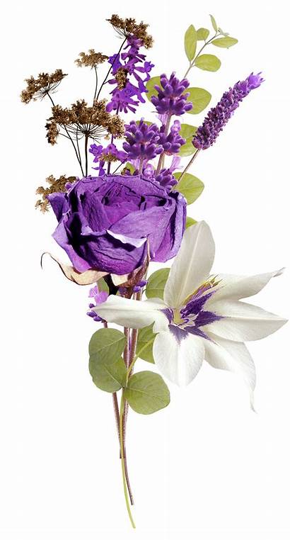 Clipart Lavender Stem Roses Rose Transparent Purple