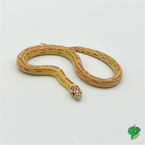 Striped High White California King Snake Baby Strictly Reptiles Inc