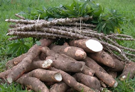 18 Improved Cassava Varieties Resistant To The Deadly Mosaic Disease
