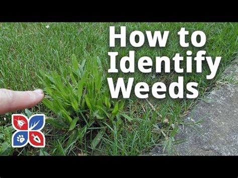 How to treat your own grass. Do My Own Lawn Care Episode 23 How to Identify Weeds in the Yard Video | DoMyOwn.com