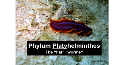 Phylum Platyhelminthes Uploads5