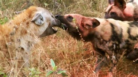 Creepy The Moment A Pack Of Wild Dogs Attacked And Snatched Their Prey