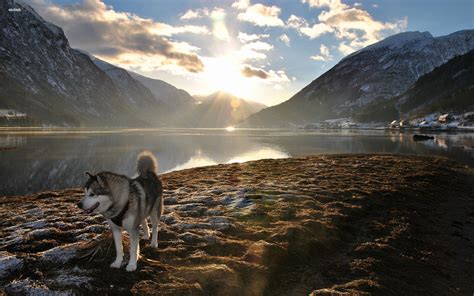 วอลเปเปอร์ 2560x1600 Px Alaskan Malamute หมา ทะเลสาบ แนวนอน