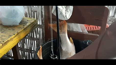 Mancing Pake Umpan Cacing Dapet Ikan Besar Youtube