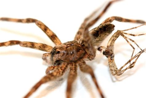 Tough Love Male Spiders Die For Sex Spider Sex Live Science