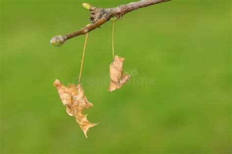 Dried Leaves On Branch Stock Photo Image Of Color Vibrant 38367128