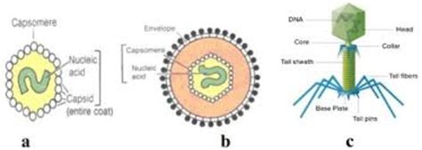 Selubung Protein Penyusun Virus Disebut