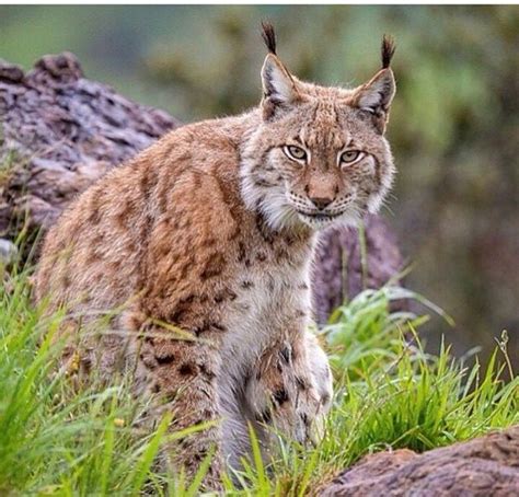 E Lynx Boréal Eurasian Lynx Beautiful Cats Animals Beautiful Lynx