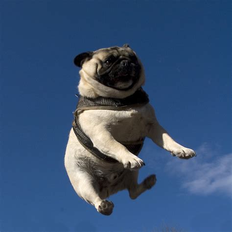 Very professional and helpful staff. Pug Toss 5 | Franklin the Pug, soaring through the air ...